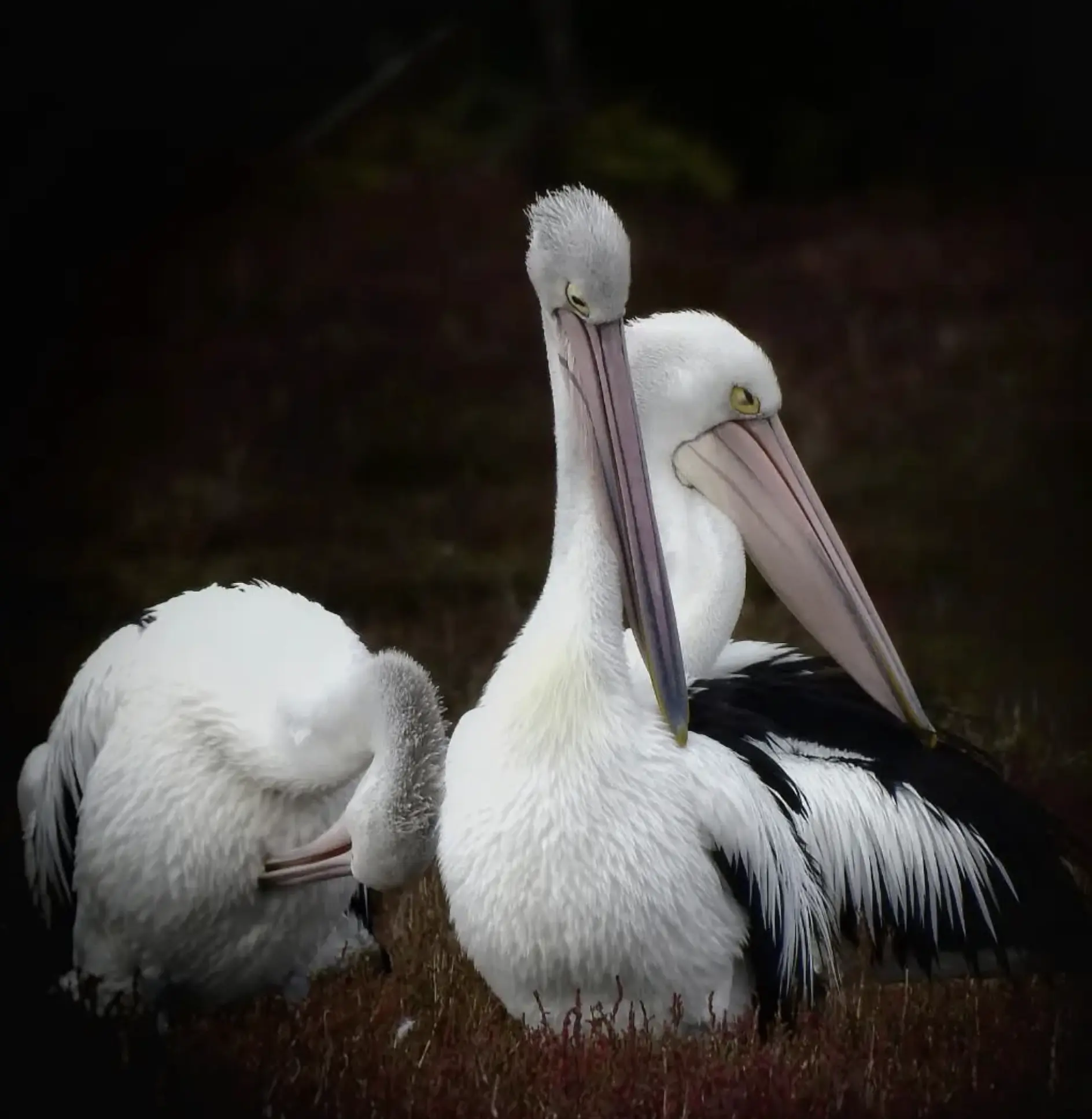 Birdwatching Swan Lake