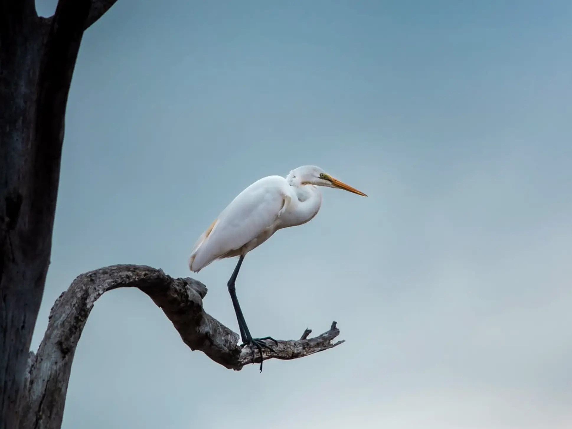 Birdwatching in the Grampians