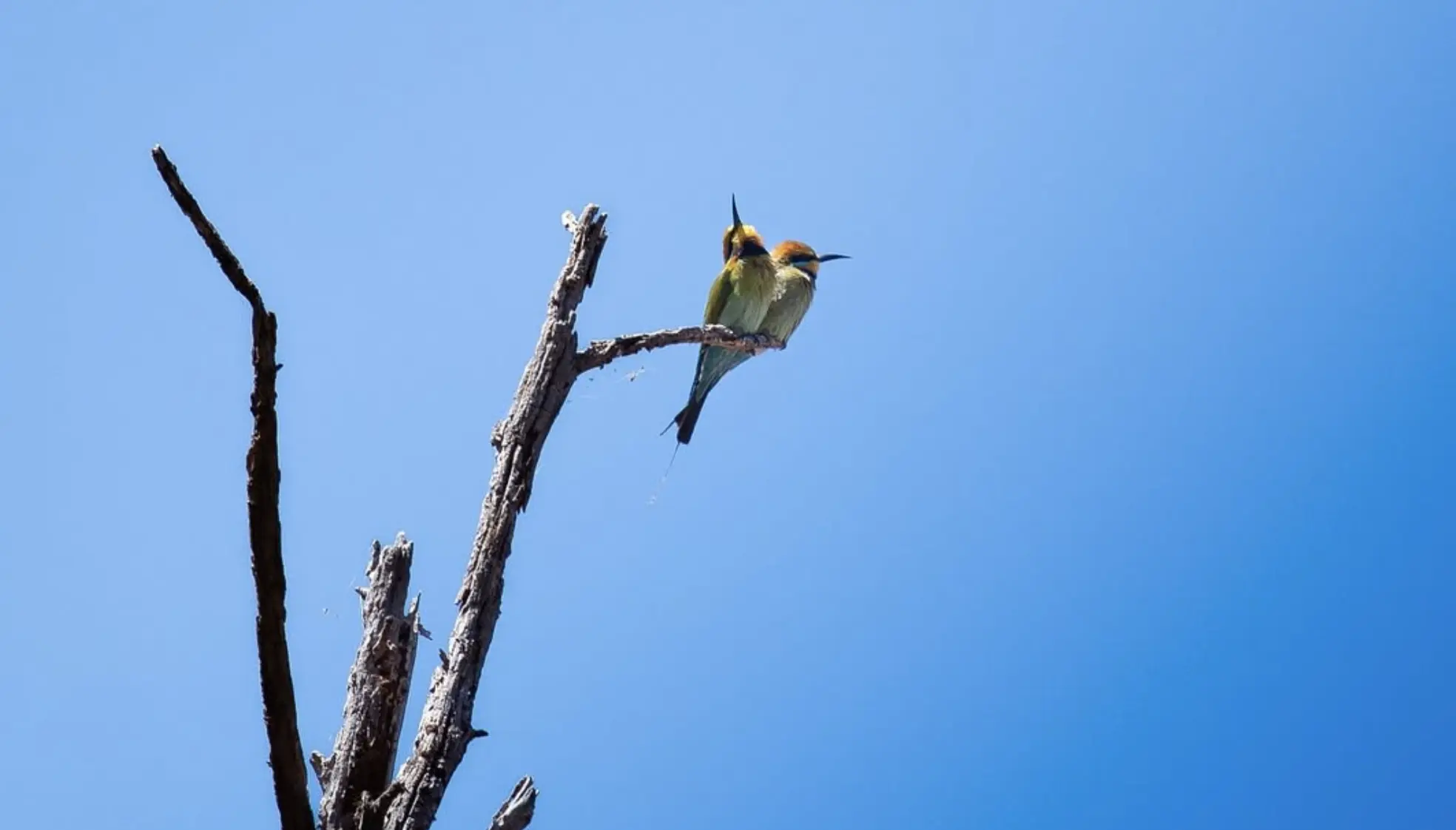 Grampians Wildlife