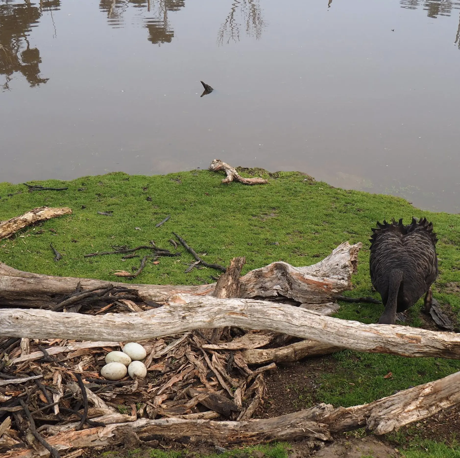 Phillip Island Nature Walk