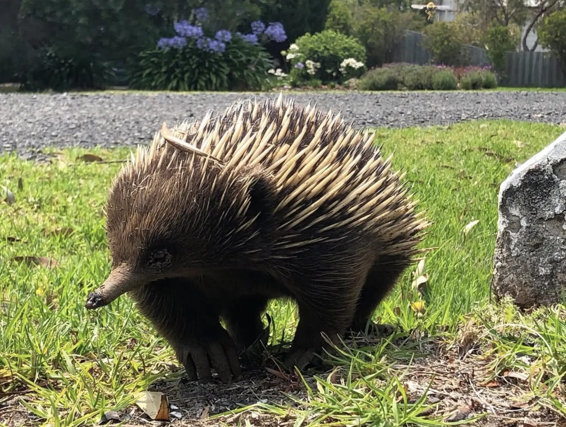 Phillip Island Wildlife