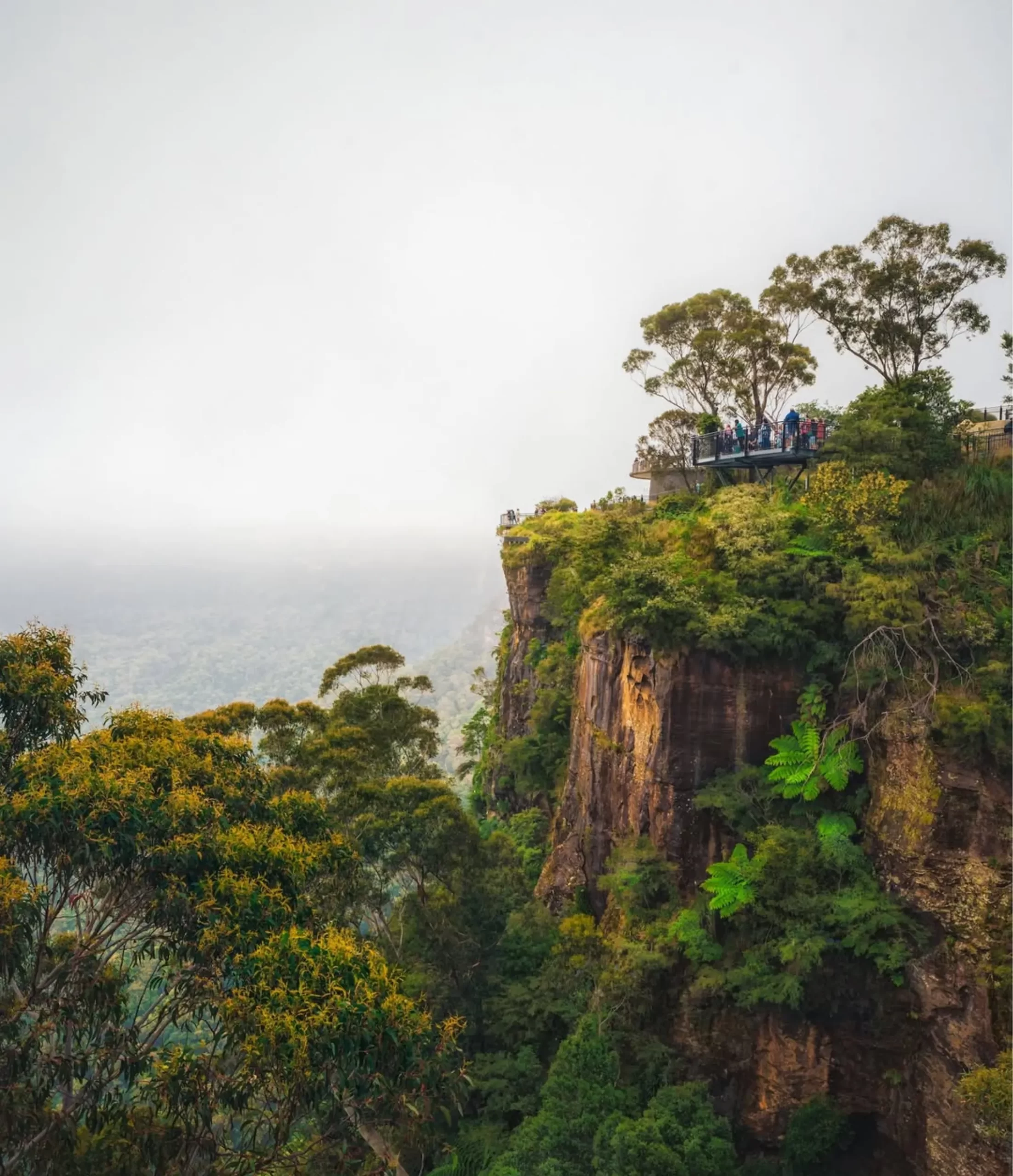 eucalyptus trees, Echo Point Lookout