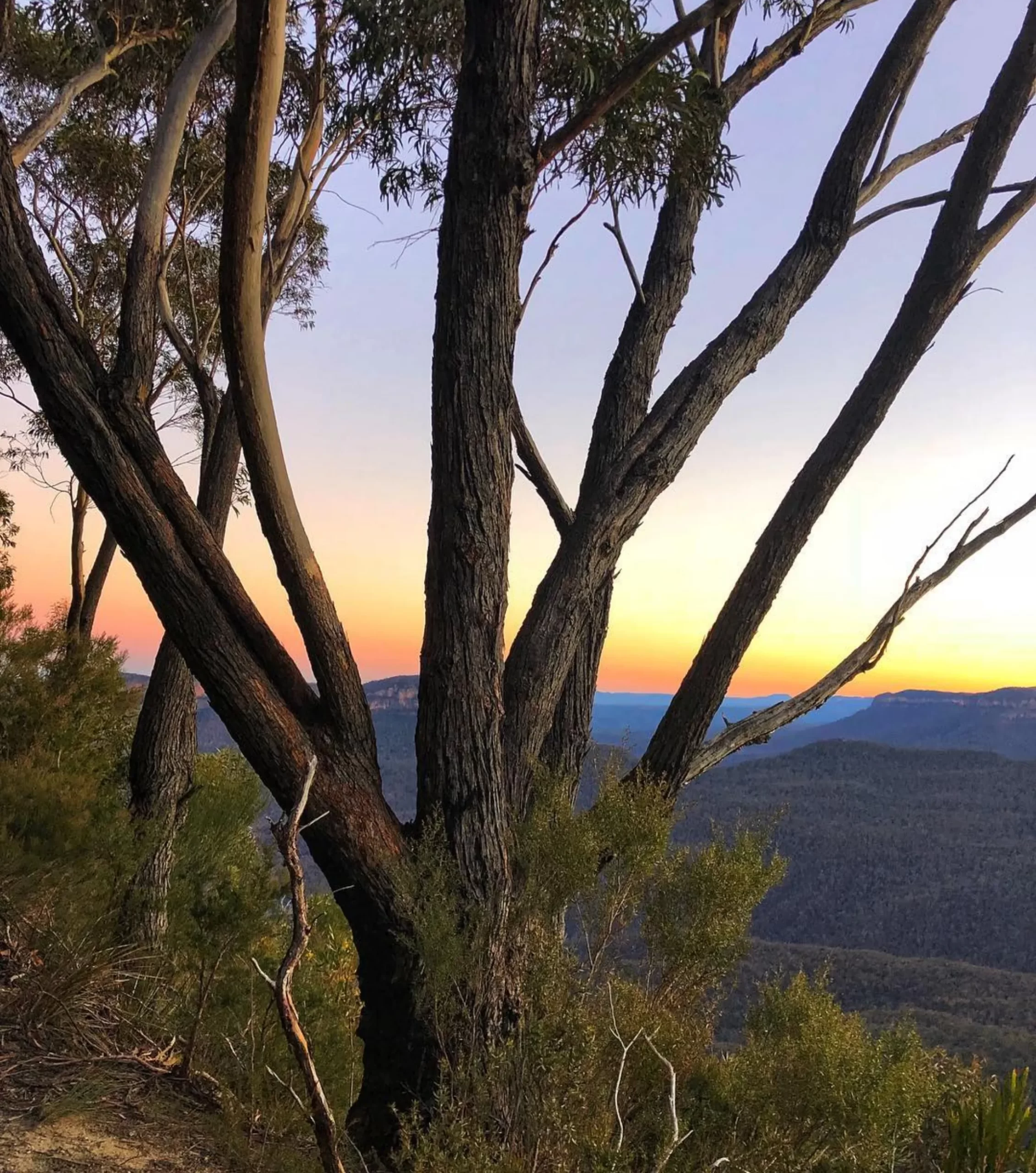 wildflowers, Echo Point Lookout